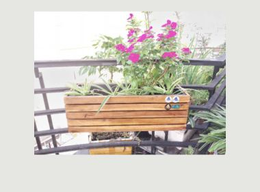 [GỢI Ý] 10+ Loại cây cảnh làm quà tặng khai trương, tân gia rước tài lộc vào nhà, văn phòng cho gia chủ